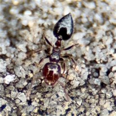 Crematogaster sp. (genus) at Lane Cove, NSW - 16 Jan 2025 03:21 PM