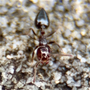 Crematogaster sp. (genus) at Lane Cove, NSW - 16 Jan 2025 03:21 PM