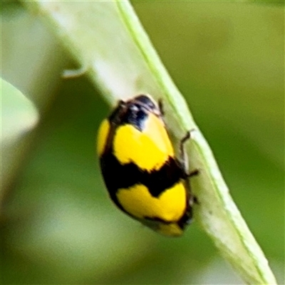 Illeis galbula (Fungus-eating Ladybird) at Lane Cove, NSW - 16 Jan 2025 by Hejor1