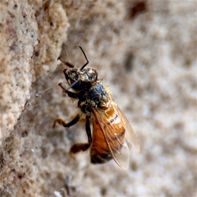 Apis mellifera at Lane Cove, NSW - 16 Jan 2025 by Hejor1