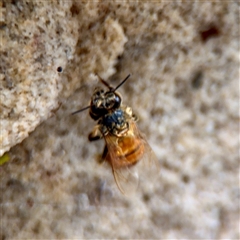 Apis mellifera at Lane Cove, NSW - 16 Jan 2025 03:19 PM