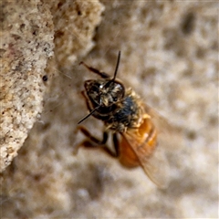 Apis mellifera at Lane Cove, NSW - 16 Jan 2025 03:19 PM