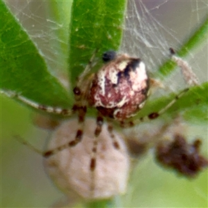 Theridiidae (family) at Lane Cove, NSW by Hejor1