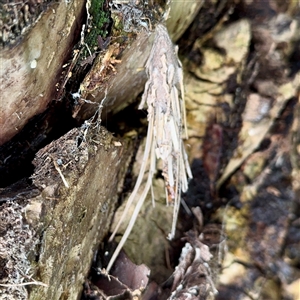 Metura elongatus (Saunders' case moth) at Lane Cove, NSW by Hejor1