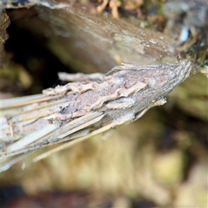 Metura elongatus at Lane Cove, NSW - 16 Jan 2025 03:06 PM