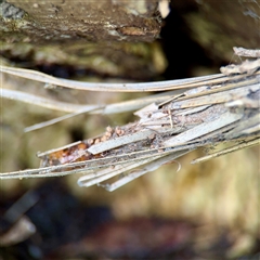 Metura elongatus at Lane Cove, NSW - 16 Jan 2025 03:06 PM