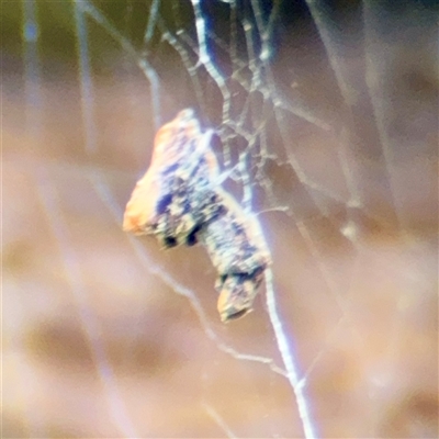 Philoponella congregabilis (Social house spider) at Lane Cove, NSW - 16 Jan 2025 by Hejor1