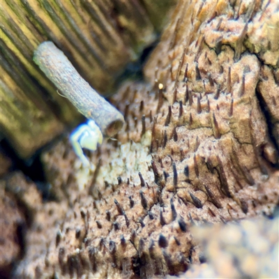 Hemibela (genus) (A Concealer moth (Wingia group) at Lane Cove, NSW - 16 Jan 2025 by Hejor1