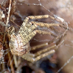 Heteropoda jugulans (Brown Huntsman Spider) at Lane Cove, NSW - 16 Jan 2025 by Hejor1