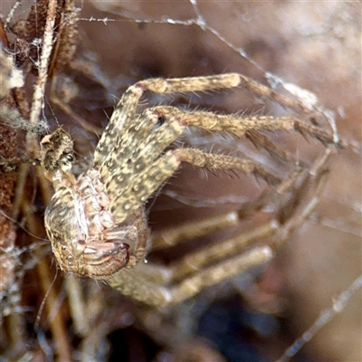 Heteropoda jugulans (Brown Huntsman Spider) at Lane Cove, NSW - 16 Jan 2025 by Hejor1