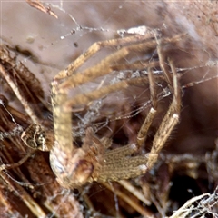 Heteropoda jugulans at Lane Cove, NSW - 16 Jan 2025 03:05 PM