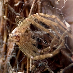 Heteropoda jugulans at Lane Cove, NSW - 16 Jan 2025 03:05 PM