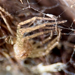 Heteropoda jugulans at Lane Cove, NSW - 16 Jan 2025 03:05 PM