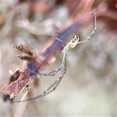 Leucauge dromedaria (Silver dromedary spider) at Lane Cove, NSW - 16 Jan 2025 by Hejor1