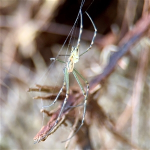 Leucauge dromedaria at Lane Cove, NSW - 16 Jan 2025 03:05 PM