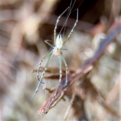 Leucauge dromedaria at Lane Cove, NSW - 16 Jan 2025 03:05 PM