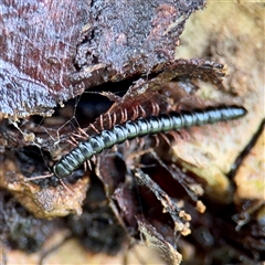 Paradoxosomatidae sp. (family) at Lane Cove, NSW - 16 Jan 2025 by Hejor1