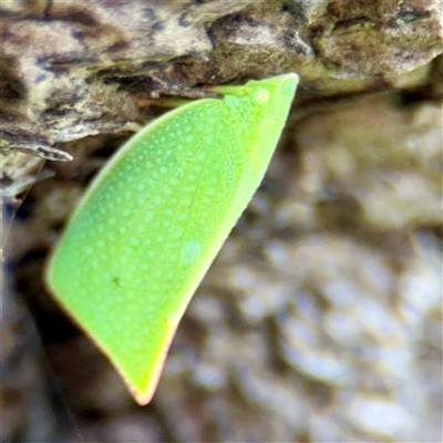 Siphanta acuta (Green planthopper, Torpedo bug) at Lane Cove, NSW - 16 Jan 2025 by Hejor1