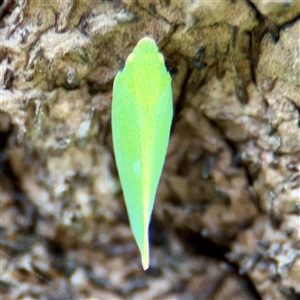 Siphanta acuta at Lane Cove, NSW - 16 Jan 2025 02:57 PM