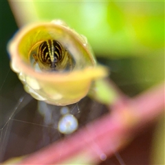 Phonognathidae (family) (Leaf curling orb-weavers) at Lane Cove, NSW - 16 Jan 2025 by Hejor1