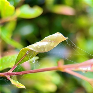 Phonognathidae (family) at Lane Cove, NSW - 16 Jan 2025 02:23 PM