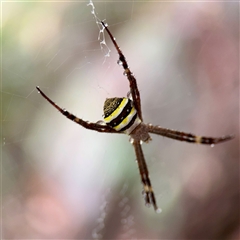 Argiope keyserlingi (St Andrew's Cross Spider) at East Killara, NSW - 16 Jan 2025 by Hejor1