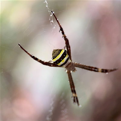 Argiope keyserlingi (St Andrew's Cross Spider) at East Killara, NSW - 15 Jan 2025 by Hejor1