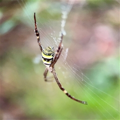 Argiope keyserlingi at East Killara, NSW - 16 Jan 2025 10:43 AM