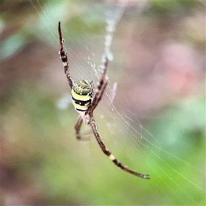 Argiope keyserlingi at East Killara, NSW - 16 Jan 2025 10:43 AM