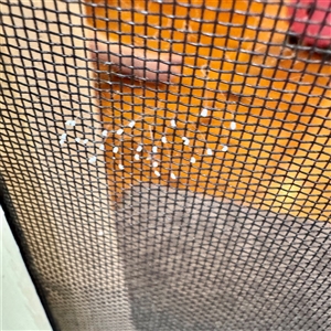 Neuroptera (order) at East Killara, NSW - 16 Jan 2025 10:41 AM