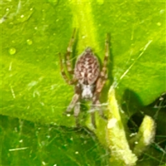 Badumna sp. (genus) (Lattice-web spider) at Campbelltown, NSW - 15 Jan 2025 by Hejor1