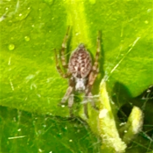 Badumna sp. (genus) at Campbelltown, NSW - 15 Jan 2025 06:22 PM