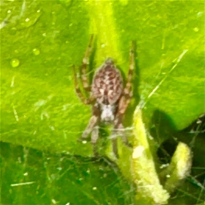 Badumna sp. (genus) (Lattice-web spider) at Campbelltown, NSW - 15 Jan 2025 by Hejor1