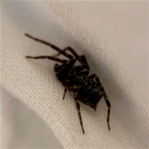 Badumna (genus) at East Killara, NSW - 16 Jan 2025 10:26 AM