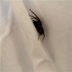 Badumna (genus) at East Killara, NSW - 16 Jan 2025 10:26 AM