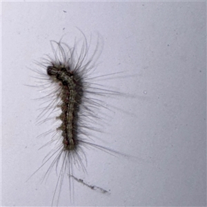 Anestia (genus) at Campbelltown, NSW - 15 Jan 2025 06:24 PM