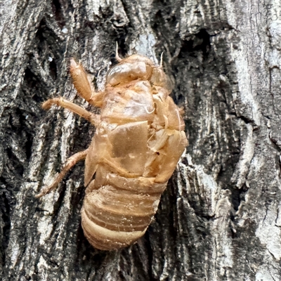 Psaltoda sp. (genus) (A cicada) at Campbelltown, NSW - 15 Jan 2025 by Hejor1