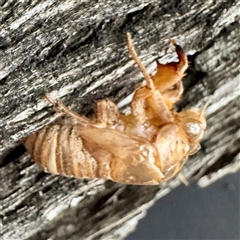 Psaltoda sp. (genus) at Campbelltown, NSW - 15 Jan 2025 06:17 PM