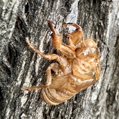 Psaltoda sp. (genus) at Campbelltown, NSW - 15 Jan 2025 06:17 PM