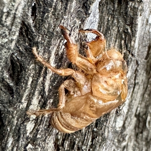 Psaltoda sp. (genus) at Campbelltown, NSW - 15 Jan 2025 06:17 PM