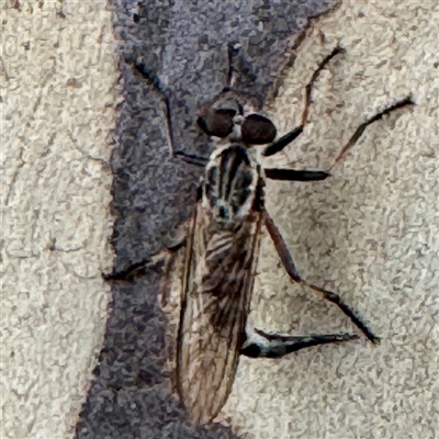 Cerdistus sp. (genus) at Campbelltown, NSW - 15 Jan 2025 by Hejor1