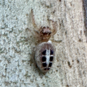 Opisthoncus sexmaculatus at Campbelltown, NSW - 15 Jan 2025 06:14 PM