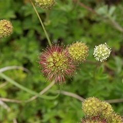 Acaena novae-zelandiae (Bidgee Widgee) at Yaouk, NSW - 5 Dec 2021 by AlisonMilton