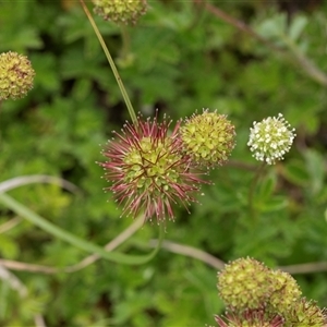 Acaena novae-zelandiae (Bidgee Widgee) at Yaouk, NSW by AlisonMilton