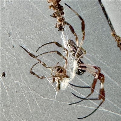 Trichonephila edulis (Golden orb weaver) at Campbelltown, NSW - 15 Jan 2025 by Hejor1