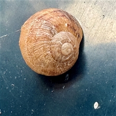 Cornu aspersum (Common Garden Snail) at Campbelltown, NSW - 15 Jan 2025 by Hejor1