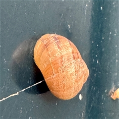 Cornu aspersum at Campbelltown, NSW - 15 Jan 2025 05:55 PM
