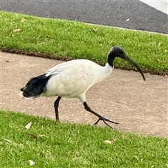 Threskiornis molucca (Australian White Ibis) at Campbelltown, NSW - 15 Jan 2025 by Hejor1