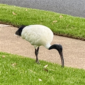 Threskiornis molucca at Campbelltown, NSW - 15 Jan 2025 05:54 PM