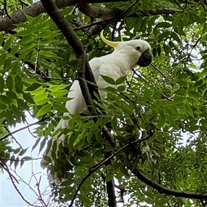 Cacatua galerita at Braddon, ACT - 15 Jan 2025 03:17 PM